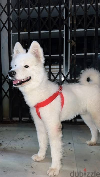 Samoyed dog