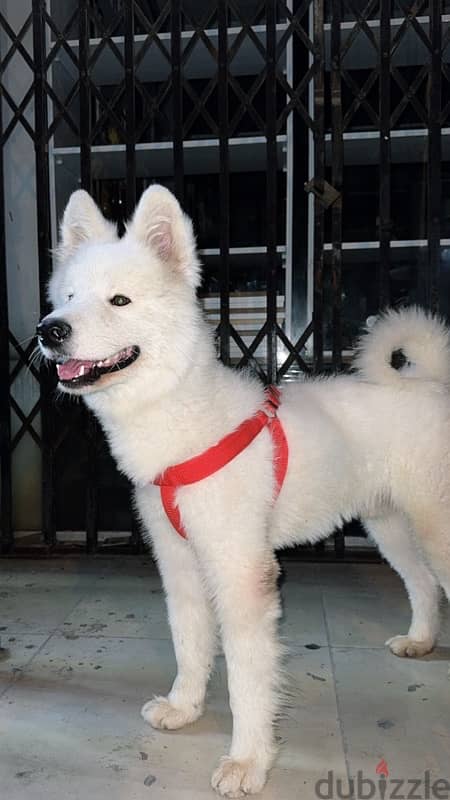 Samoyed dog 0