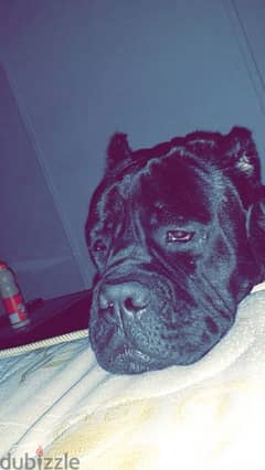 cane corso دكر كين كورسو 0