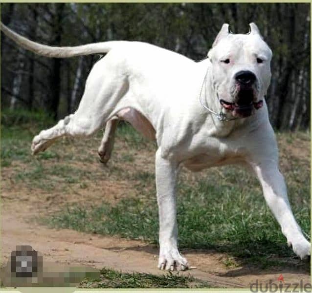 The most beautiful Dogo Argentino in Egypt is now available 0