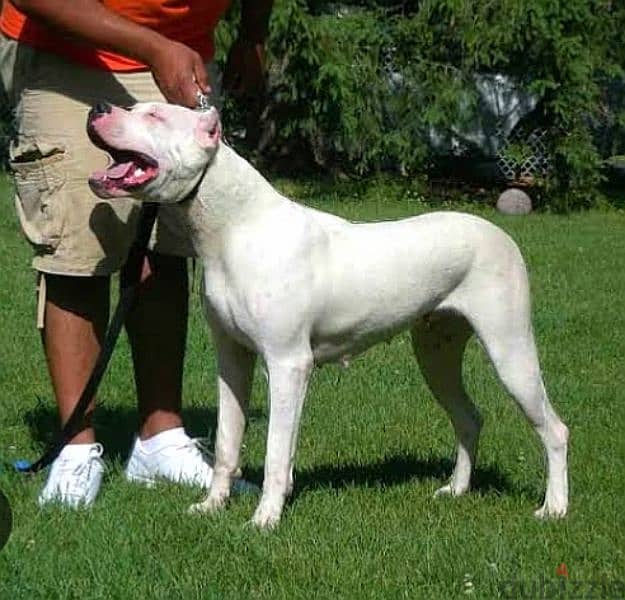 The most beautiful Dogo Argentino in Egypt is now available 1