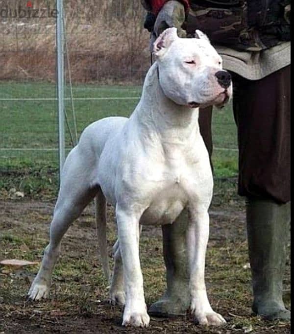 The most beautiful Dogo Argentino in Egypt is now available 2