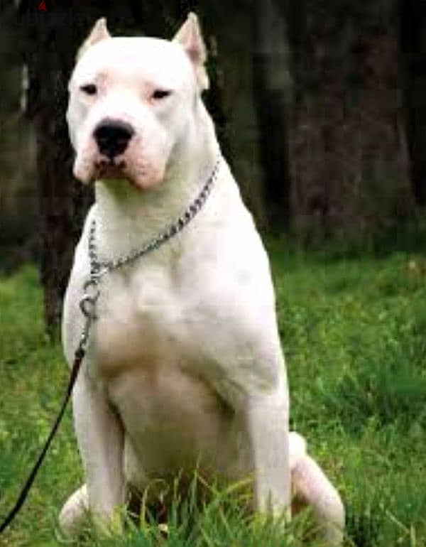 The most beautiful Dogo Argentino in Egypt is now available 3