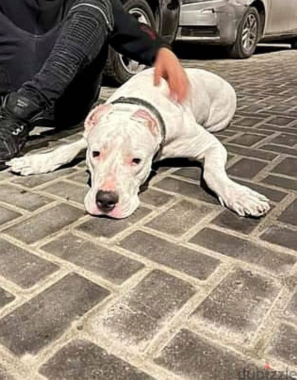 The most beautiful Dogo Argentino in Egypt is now available 4