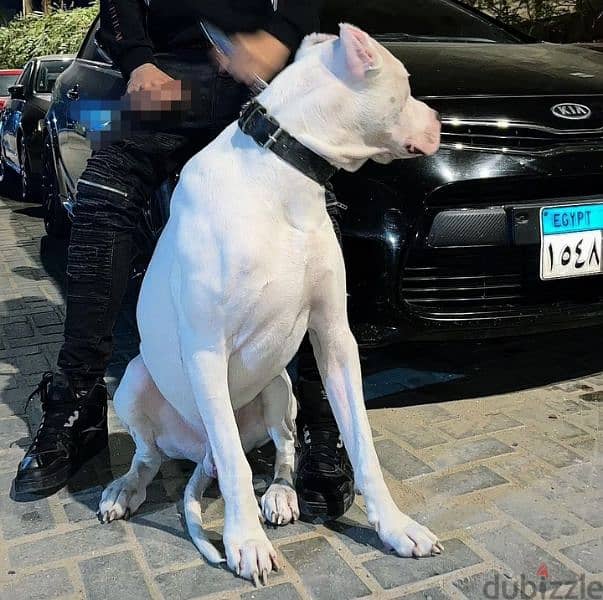 The most beautiful Dogo Argentino in Egypt is now available 5