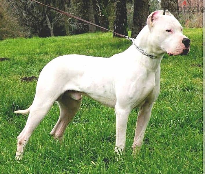 The most beautiful Dogo Argentino in Egypt is now available 6