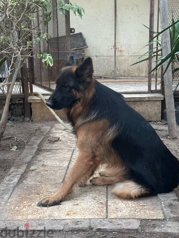 German shepard female 0