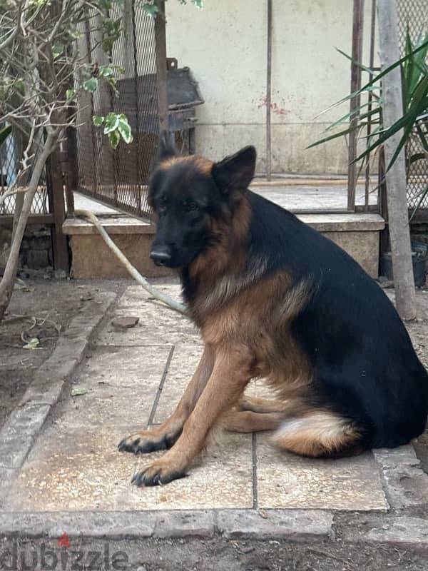 German shepard female 1