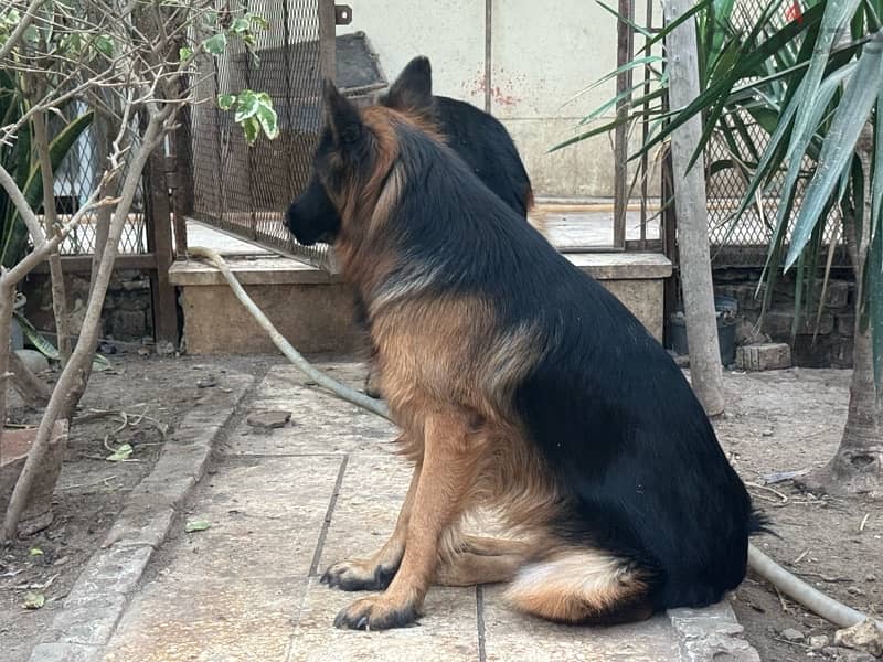 German shepard female 2