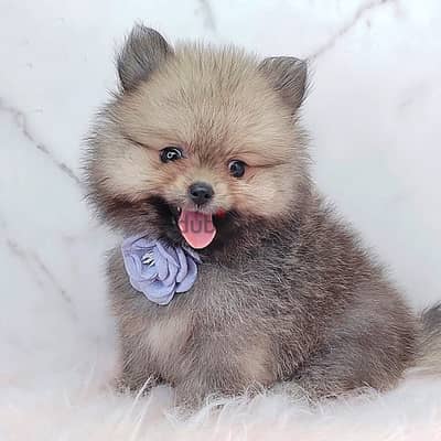 Pomeranian Female puppy