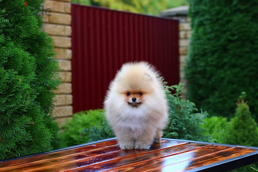 Pomeranian Dog for Sale From Europe With All Documents 0