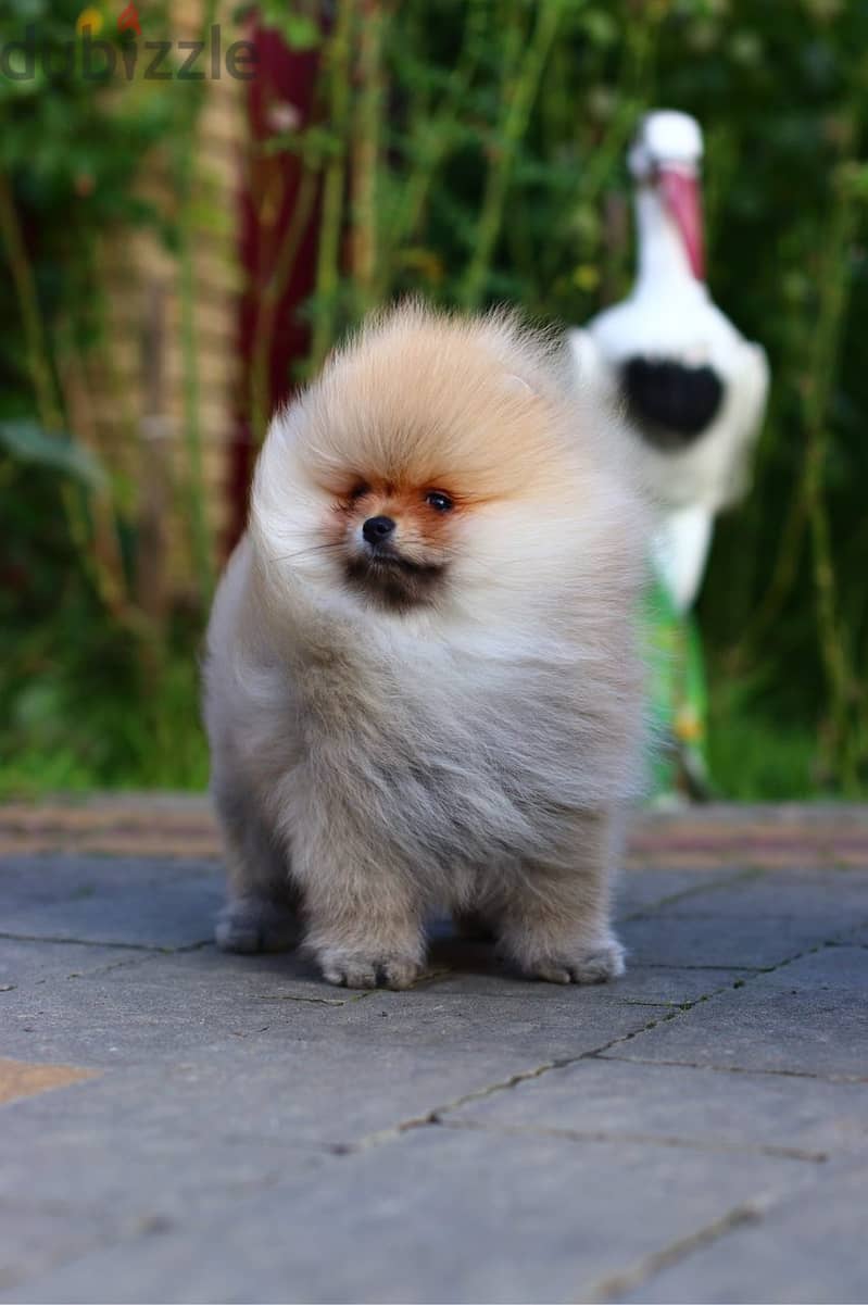 Pomeranian Dog for Sale From Europe With All Documents 1