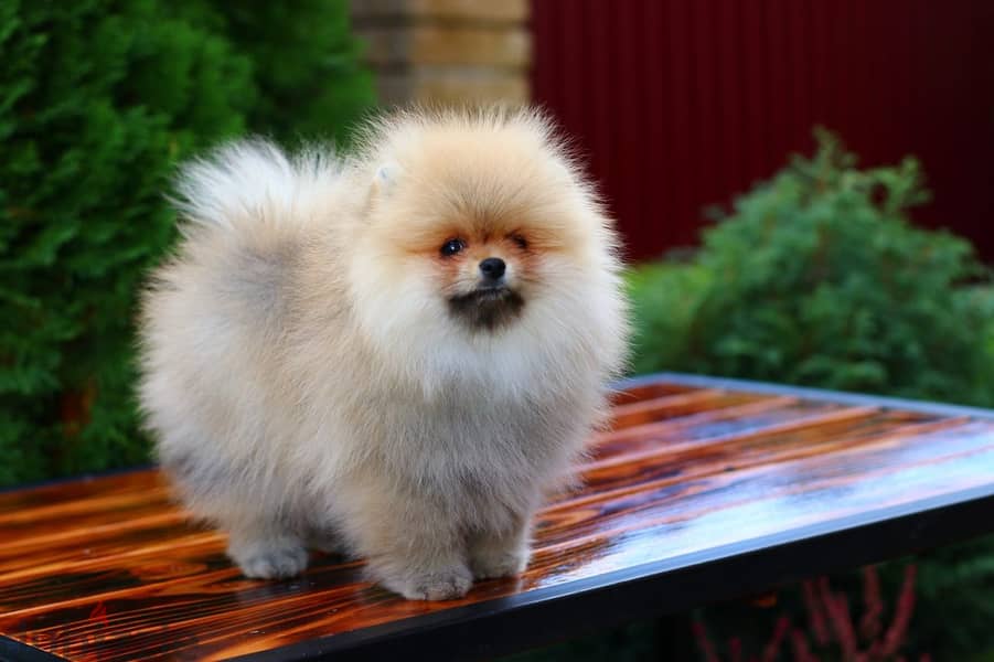 Pomeranian Dog for Sale From Europe With All Documents 2