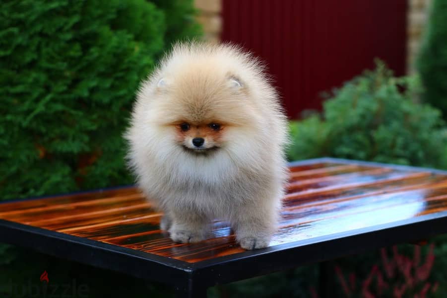 Pomeranian Dog for Sale From Europe With All Documents 3