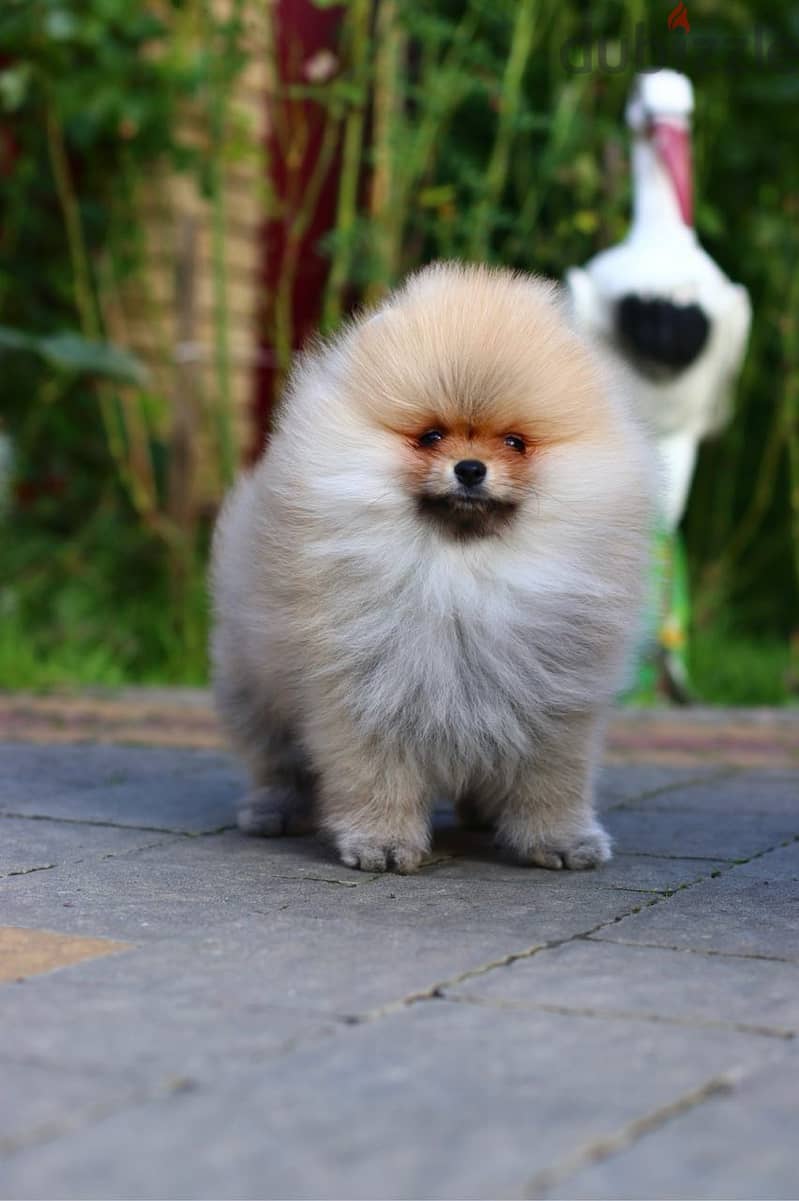 Pomeranian Dog for Sale From Europe With All Documents 4