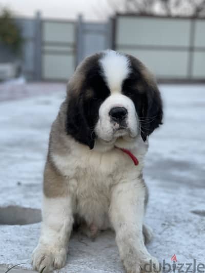 Saint Bernard Dog From Europe With FCI Pedigree