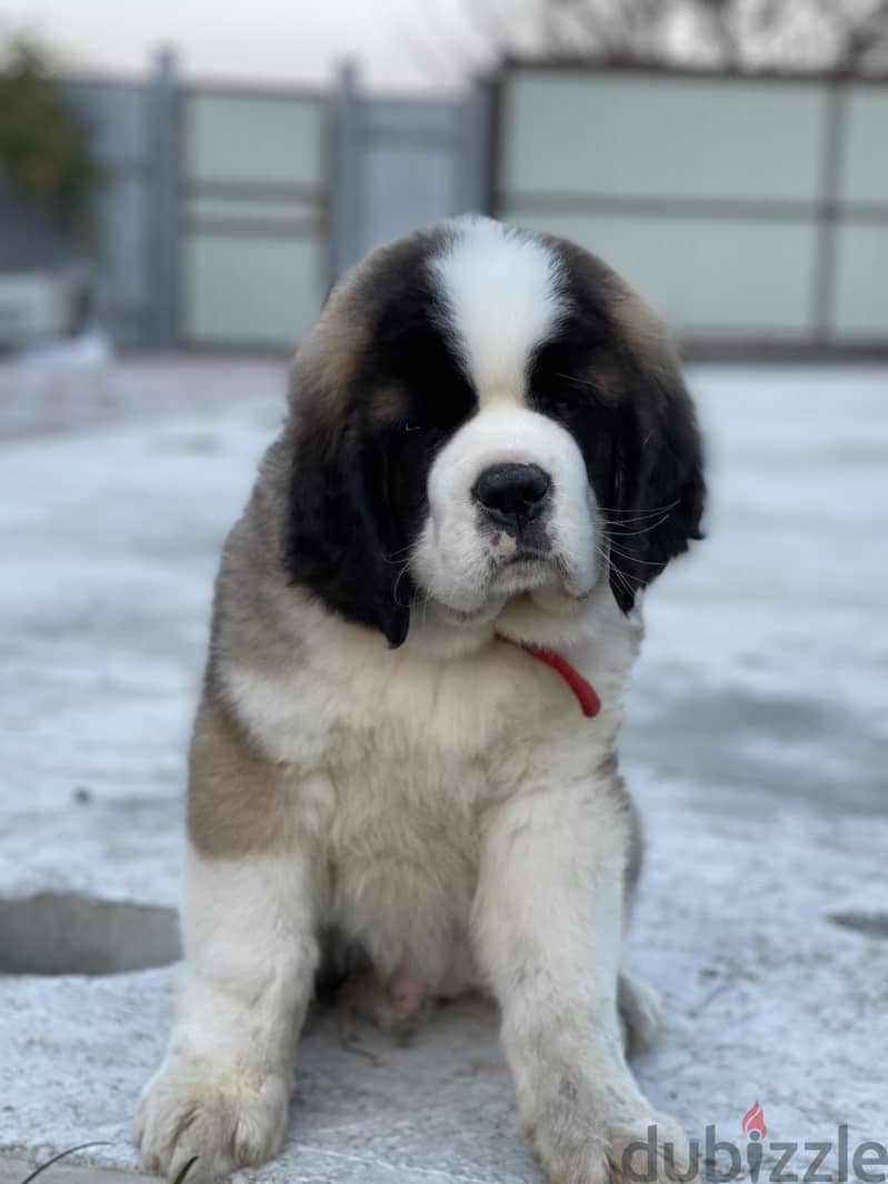 Saint Bernard Dog From Europe With FCI Pedigree 0