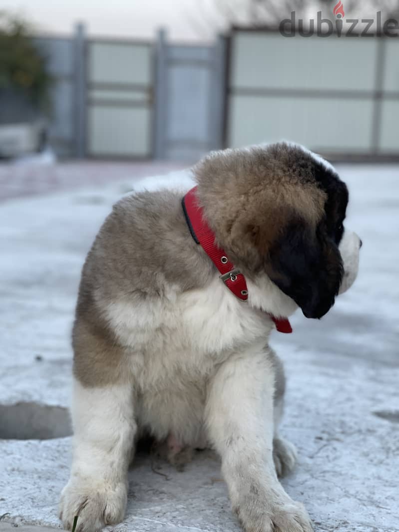 Saint Bernard Dog From Europe With FCI Pedigree 1