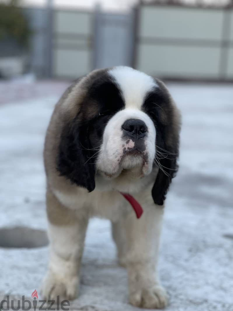 Saint Bernard Dog From Europe With FCI Pedigree 2