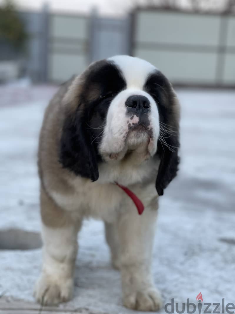 Saint Bernard Dog From Europe With FCI Pedigree 3