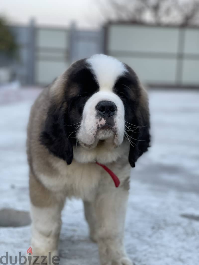 Saint Bernard Dog From Europe With FCI Pedigree 4