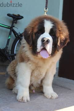 Saint Bernard Dog - Male - From Europe With FCI Pedigree 0