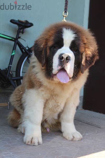 Saint Bernard Dog - Male - From Europe With FCI Pedigree