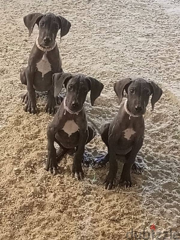 Great dane dog puppies جراء كلب جريت دان 0