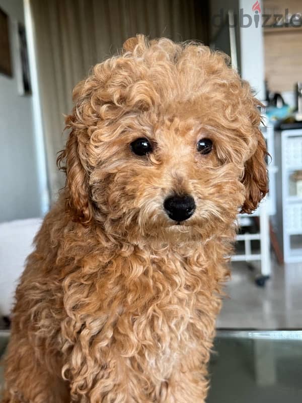 Toy Poodle Boy 1