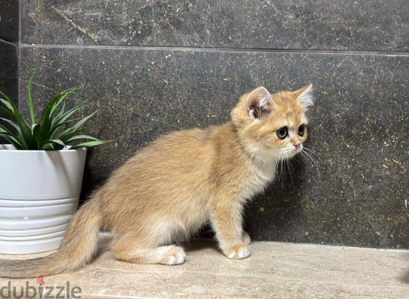 British Shorthair Gold ny12 3