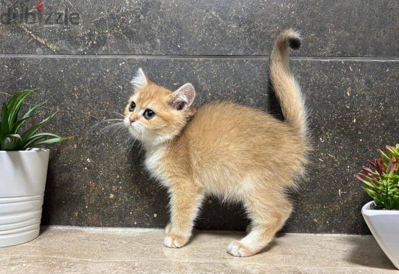 British Shorthair Gold ny12 0