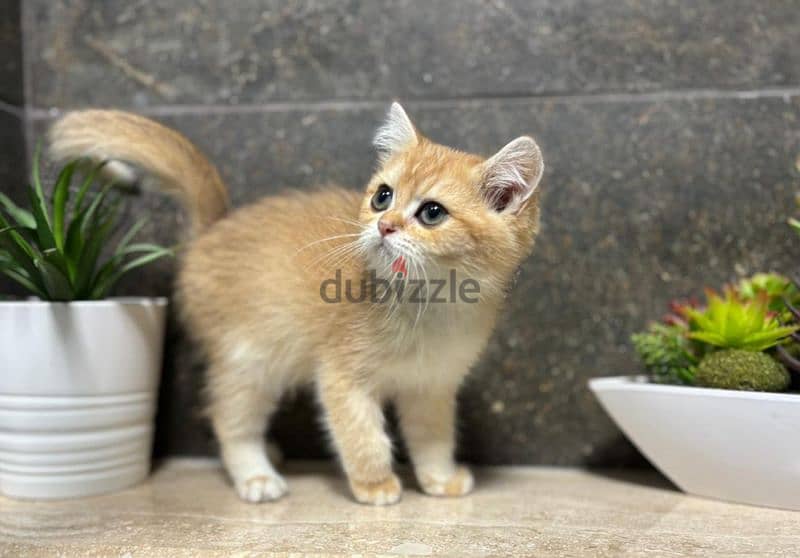 British Shorthair Gold ny12 2