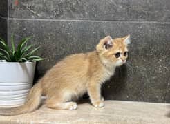 British Shorthair Gold ny12 0