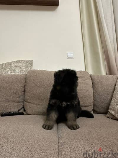 German Shepherd Puppy long hair