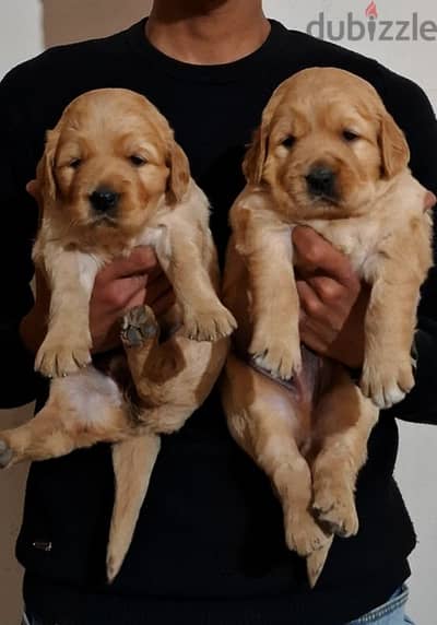 Golden Retrivar puppy