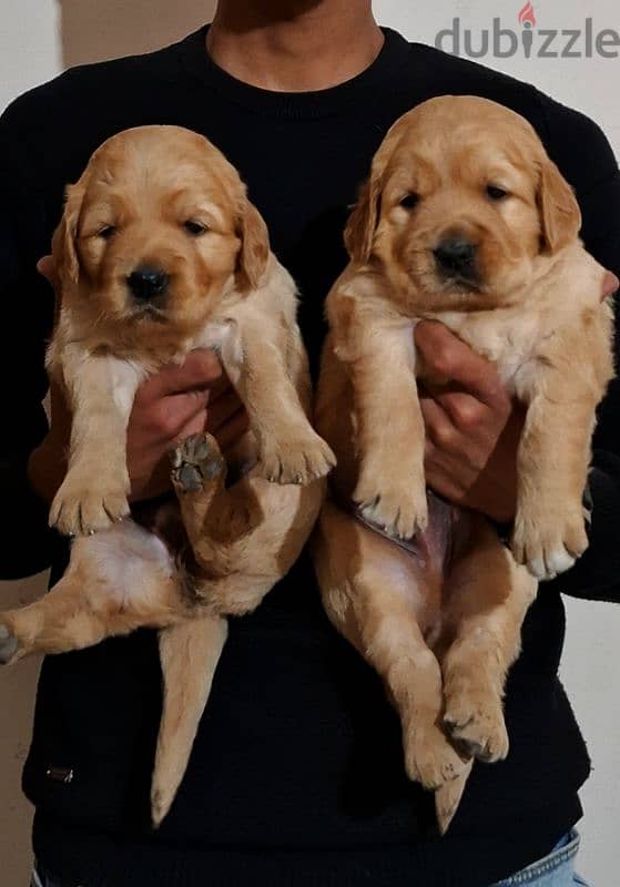 Golden Retrivar puppy 0