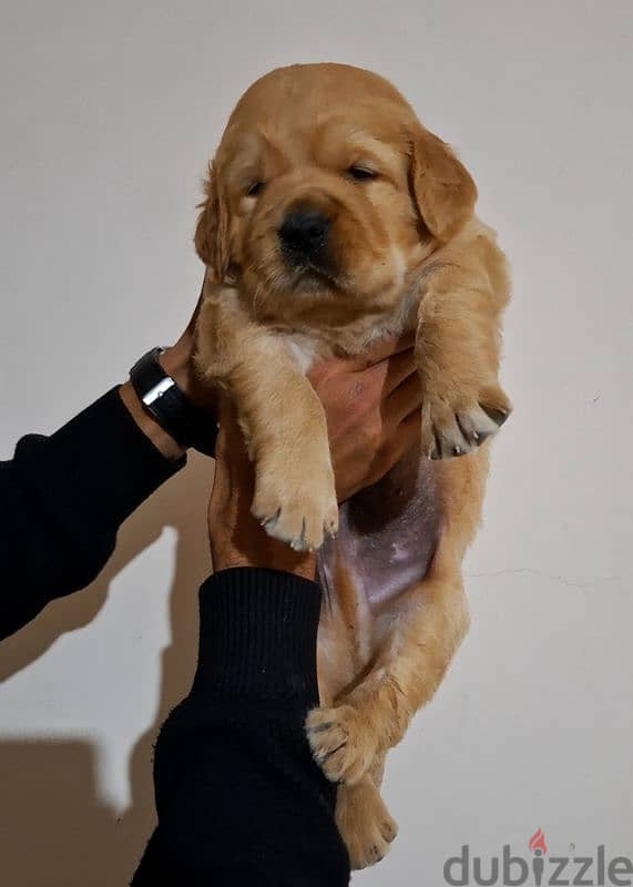 Golden Retrivar puppy 1