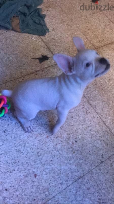 French Bulldog 1