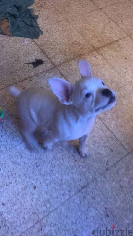 French Bulldog 4