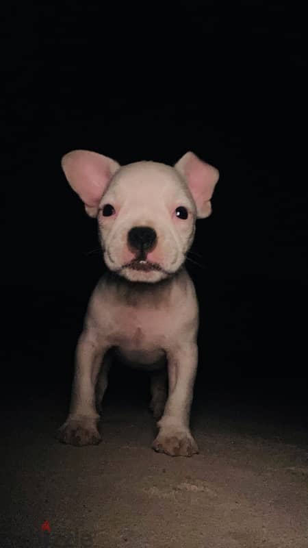 French Bulldog 7