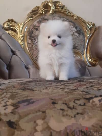 teacup pomeranian  -  بومرينيان