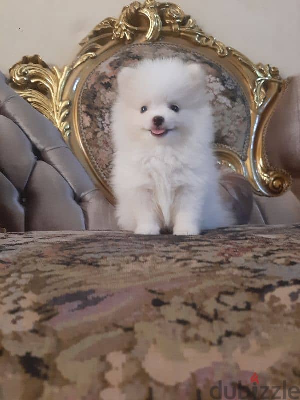 teacup pomeranian  -  بومرينيان 0