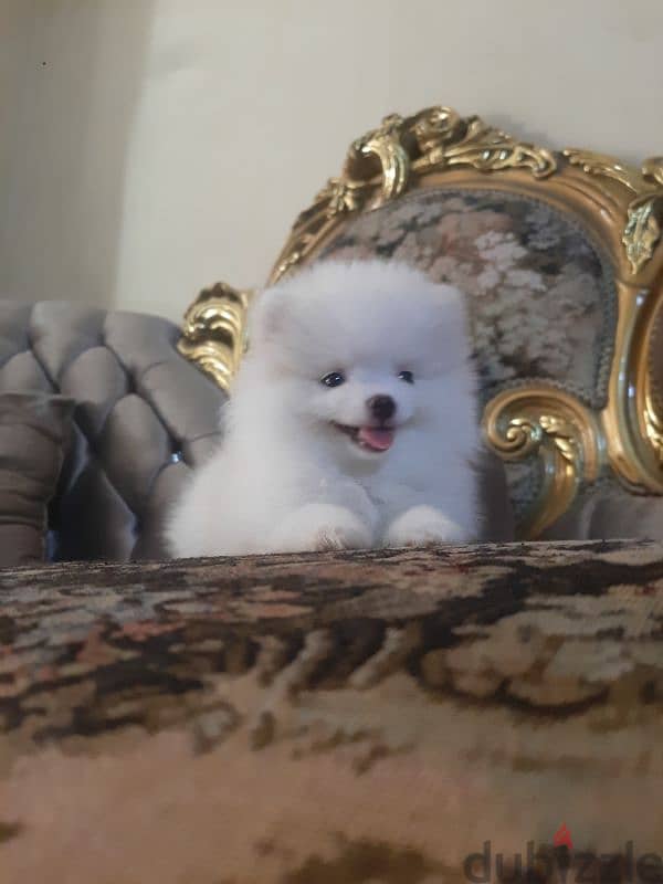 teacup pomeranian  -  بومرينيان 1