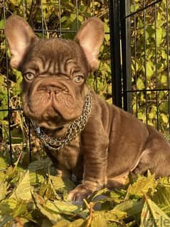 French Bulldog - Chocolate Tan Color From Europe 0