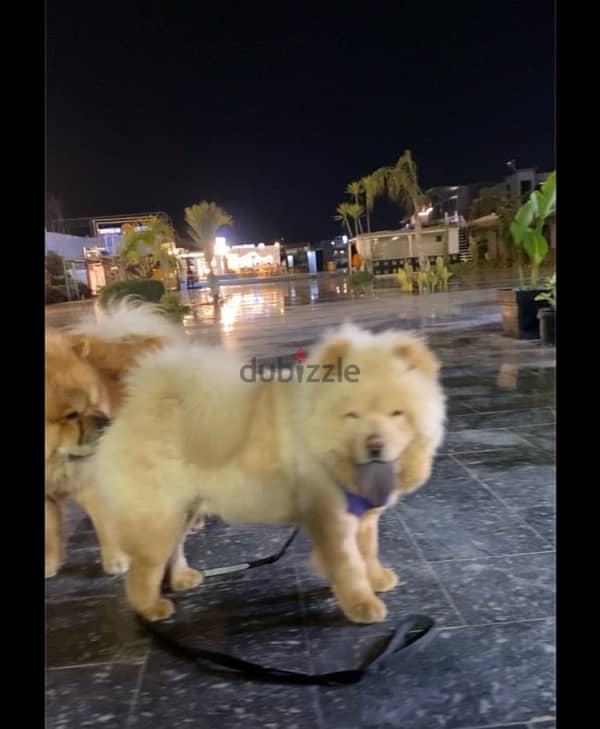 creamy chow chow 1