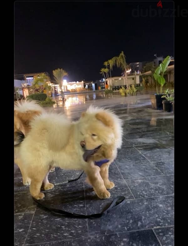 creamy chow chow 2