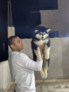 giant Alaskan malamute - جيانت الاسكا مالموت 0