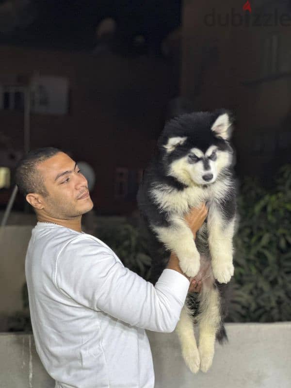 giant Alaskan malamute - جيانت الاسكا مالموت 1