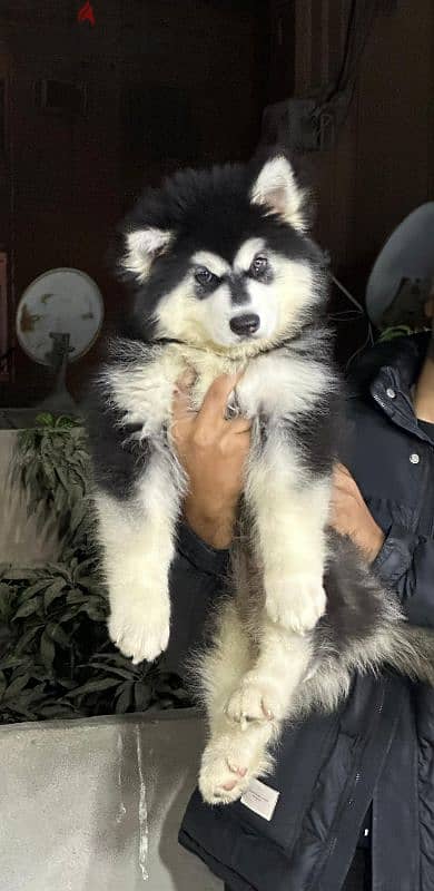 giant Alaskan malamute - جيانت الاسكا مالموت 2