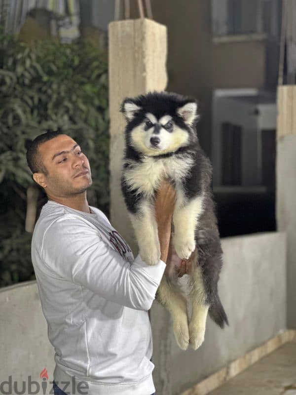 giant Alaskan malamute - جيانت الاسكا مالموت 3